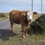 Bullock, Black Mountain © Rossographer cc-by-sa/2.0 :: Geograph Britain and Ireland Bullock, Black Mountain &copy; Rossographer... 