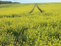 Field of yellow flowers west of Bar Hill © Peter S :: Geograph Britain and Ireland Field of yellow flowers west of Bar Hill... 