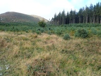 Tree nursery on recently clear cut... © Eric Jones cc-by-sa/2.0 :: Geograph Britain and Ireland Tree nursery on recently clear... 