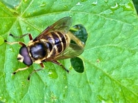 Yellow-barred peat hoverfly, Mullaghmore © Kenneth Allen :: Geograph Britain and Ireland Yellow-barred peat hoverfly... 