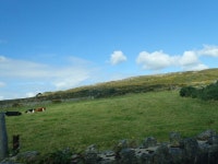 Store cattle on intake land on the... © Eric Jones cc-by-sa/2.0 :: Geograph Britain and Ireland Store cattle on intake land on... 
