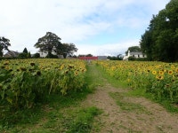 A Field of Sunflowers on Church Hill,... © Eric Jones :: Geograph Britain and Ireland A Field of Sunflowers on Church Hill,...... 
