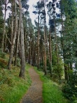 Gravel path ascending through a pine... © Eric Jones :: Geograph Britain and Ireland Gravel path ascending through a pine...... 