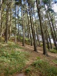 Pine trees on the upper slopes of... © Eric Jones cc-by-sa/2.0 :: Geograph Britain and Ireland Pine trees on the upper slopes... 