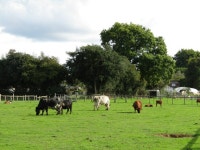Thursley - Dairy Cattle © Colin Smith cc-by-sa/2.0 :: Geograph Britain and Ireland Thursley - Dairy Cattle &copy; Colin Smith cc... 