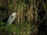 Heron, Campsie, Omagh © Kenneth Allen :: Geograph Britain and Ireland Heron, Campsie, Omagh &copy; Kenneth  Allen
