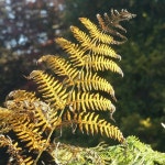 Backlit leaves, October 2022 – 3 © Alan Murray-Rust :: Geograph Britain and Ireland Backlit leaves, October 2022 – 3... 