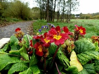Primulas along the Highway to Health... © Kenneth Allen :: Geograph Britain and Ireland Primulas along the Highway to Health...... 