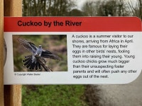 Cuckoo by the River - Mullaghmore © Kenneth Allen cc-by-sa/2.0 :: Geograph Britain and Ireland Cuckoo by the River... 