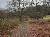 Bowdown Woods valley © Oscar Taylor cc-by-sa/2.0 :: Geograph Britain and Ireland Bowdown Woods valley &copy; Oscar Taylor cc-by... 