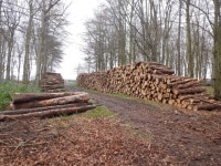 Log stack, Binning Wood © Richard Webb :: Geograph Britain and Ireland Log stack, Binning Wood &copy; Richard Webb