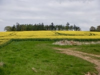 Oilseed rape, Bolton © Richard Webb cc-by-sa/2.0 :: Geograph Britain and Ireland Oilseed rape, Bolton &copy; Richard Webb cc-by... 