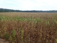 A crop of beans at Holkham Estate © Eirian Evans cc-by-sa/2.0 :: Geograph Britain and Ireland A crop of beans at Holkham Estate... 
