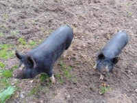 A pair of pigs © Oscar Taylor cc-by-sa/2.0 :: Geograph Britain and Ireland A pair of pigs &copy; Oscar Taylor cc-by-sa/2.0