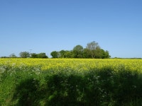 Oilseed rape crop and woodland, Occold © JThomas cc-by-sa/2.0 :: Geograph Britain and Ireland Oilseed rape crop and woodland... 