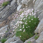 Little white flowers at Mullaghmore © Gerald England :: Geograph Britain and Ireland Little white flowers at Mullaghmore... 