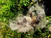 Fluffy thistle heads, Tattynure © Kenneth Allen cc-by-sa/2.0 :: Geograph Britain and Ireland Fluffy thistle heads, Tattynure... 