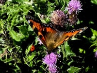 Tortoiseshell butterfly and ladybird,... © Kenneth Allen :: Geograph Britain and Ireland Tortoiseshell butterfly and ladybird,..... 