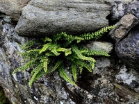 Maidenhead spleenwort, Rosnamuck © Kenneth Allen cc-by-sa/2.0 :: Geograph Britain and Ireland Maidenhead spleenwort, Rosnamuck... 