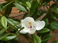 The stunning flower of the Magnolia... © Ruth Sharville cc-by-sa/2.0 :: Geograph Britain and Ireland The stunning flower of the... 