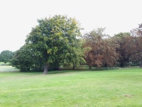 Trees in Beckett Park © Stephen Craven :: Geograph Britain and Ireland Trees in Beckett Park &copy; Stephen Craven