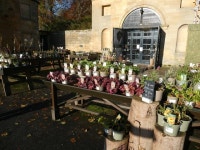 Plant sales at Wallington © Oliver Dixon :: Geograph Britain and Ireland Plant sales at Wallington &copy; Oliver Dixon