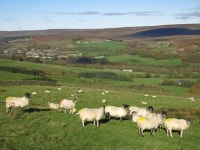 Weardale west of Peak Side © Mike Quinn :: Geograph Britain and Ireland Weardale west of Peak Side &copy; Mike Quinn