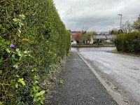 High hedge along Knockgreenan Park,... © Kenneth Allen :: Geograph Britain and Ireland High hedge along Knockgreenan Park,...... 