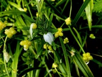 Few-flowered Leek (Allium paradoxum),... © Kenneth Allen :: Geograph Britain and Ireland Few-flowered Leek (Allium paradoxum),..... 