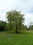 Weeping Willow opposite St Marys Church © Basher Eyre cc-by-sa/2.0 :: Geograph Britain and Ireland Weeping Willow opposite St... 