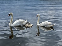 Swans with cygnets, Lough Erne © Kenneth Allen cc-by-sa/2.0 :: Geograph Britain and Ireland Swans with cygnets, Lough Erne... 