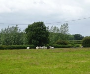 Cattle grazing near Greenfields Farm © JThomas :: Geograph Britain and Ireland Cattle grazing near Greenfields Farm &copy; JThomas