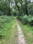 Holmwood Common © P Harris cc-by-sa/2.0 :: Geograph Britain and Ireland Holmwood Common &copy; P Harris cc-by-sa/2.0