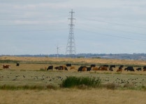 Crows, Cows and crops, Faversham © pam fray :: Geograph Britain and Ireland Crows, Cows and crops, Faversham &copy; pam fray