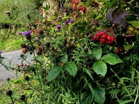 Various wild plants, Clanagogan Lower © Kenneth Allen cc-by-sa/2.0 :: Geograph Britain and Ireland Various wild plants... 