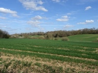 Crop field east of Markedge Lane © JThomas :: Geograph Britain and Ireland Crop field east of Markedge Lane &copy; JThomas