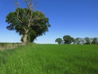 Farmland south of Letah Wood © Mike Quinn cc-by-sa/2.0 :: Geograph Britain and Ireland Farmland south of Letah Wood &copy; Mike... 