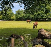 Horses and field along Wood Lane © Mat Fascione cc-by-sa/2.0 :: Geograph Britain and Ireland Horses and field along Wood Lane... 