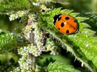 Seven spot ladybird, Brackagh South © Kenneth Allen :: Geograph Britain and Ireland Seven spot ladybird, Brackagh South... 
