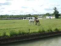 Alpaca at Barby Moorings © Christine Johnstone :: Geograph Britain and Ireland Alpaca at Barby Moorings &copy; Christine Johnstone