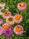 Flowers at Neuadd Stone Barn, 4 © Jonathan Billinger :: Geograph Britain and Ireland Flowers at Neuadd Stone Barn, 4... 