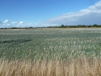 Field of oilseed rape near Bagley Farm © Jonathan Thacker :: Geograph Britain and Ireland Field of oilseed rape near Bagley Farm... 