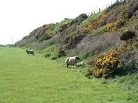 Spring Lambs © Michael Parry cc-by-sa/2.0 :: Geograph Britain and Ireland Spring Lambs &copy; Michael Parry cc-by-sa/2.0