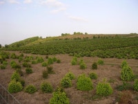 Christmas tree nursery near North... © Val Vannet :: Geograph Britain and Ireland Christmas tree nursery near North...... 