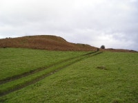 Bracken © Chris Court :: Geograph Britain and Ireland Bracken &copy; Chris Court