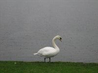 Swan at Corbet Lough (C) Brian Shaw :: Geograph Britain and Ireland Swan at Corbet Lough (C) Brian Shaw