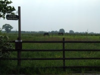 Horses in a field © Nigel Williams cc-by-sa/2.0 :: Geograph Britain and Ireland Horses in a field &copy; Nigel Williams cc-by-sa/2.0