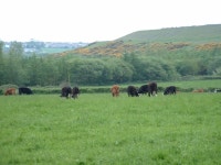 Cows and hills © Chris Shaw cc-by-sa/2.0 :: Geograph Britain and Ireland Cows and hills &copy; Chris Shaw cc-by-sa/2.0