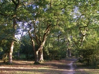 Woodland alongside Ferny Crofts, New... (C) Jim Champion :: Geograph Britain and Ireland Woodland alongside Ferny Crofts, New...... 