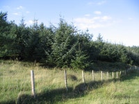 The forest edge of Bees Wood © Walter Baxter cc-by-sa/2.0 :: Geograph Britain and Ireland The forest edge of Bees Wood... 